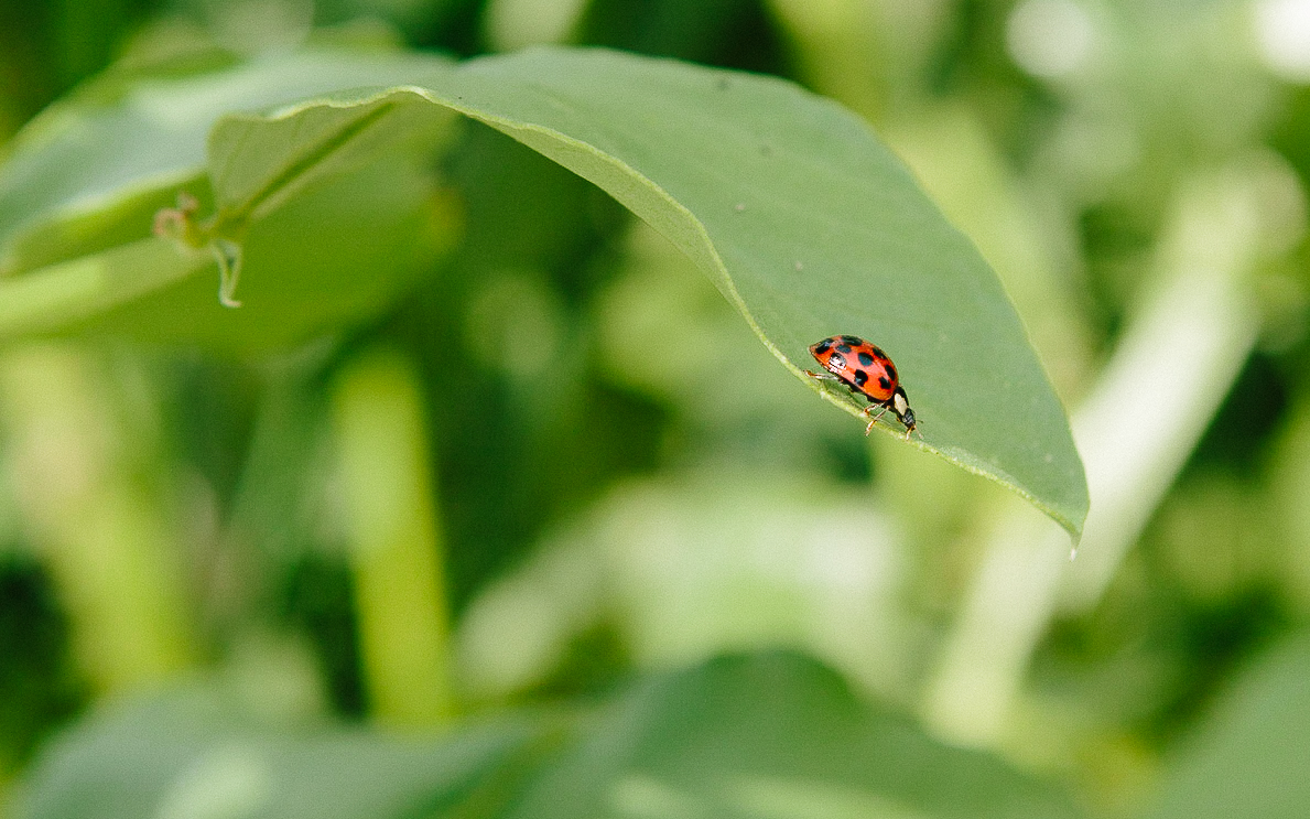How To Attract Ladybugs To Your Garden Pass The Pistil