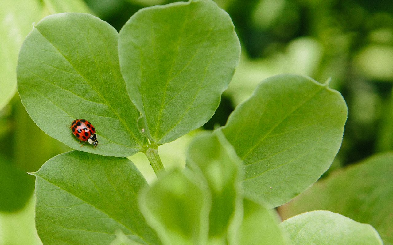 How to Attract Ladybugs to Your Garden - Pass the Pistil