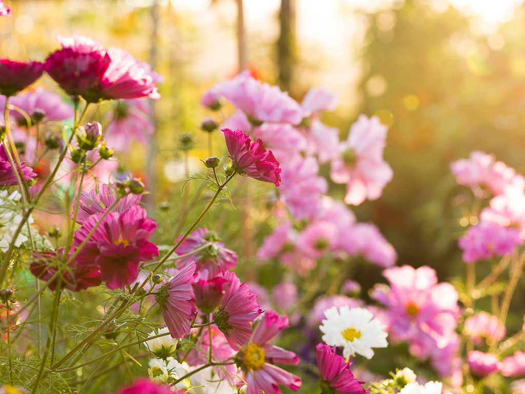 Fall Flowers In The Kitchen Garden | Pass the Pistil
