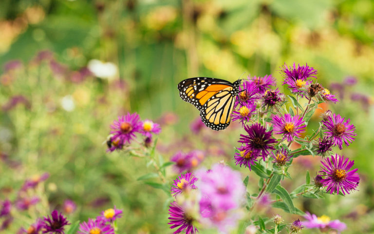 What You Need To Know To Help Western Monarchs