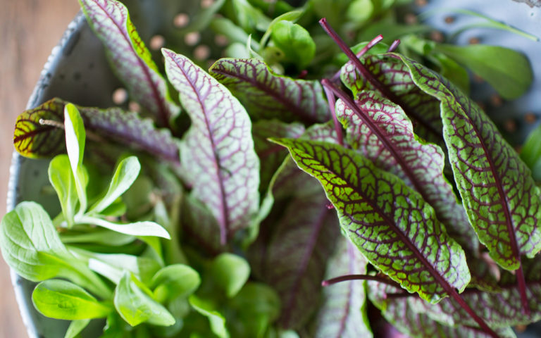 What to Plant: Red Veined Sorrel