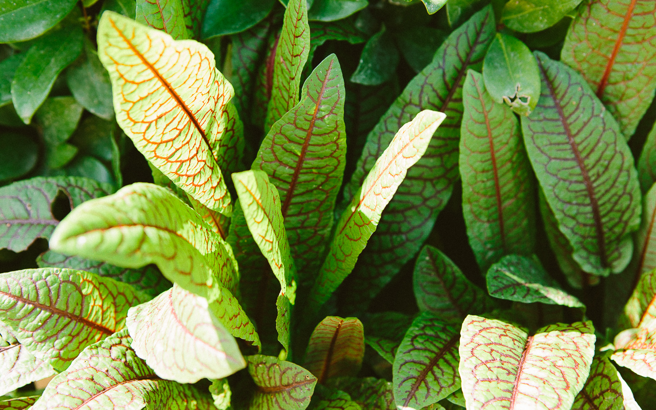 what to plant: red veined sorrel - pass the pistil