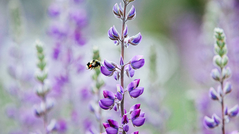 Bee-Friendly Plants for your Garden