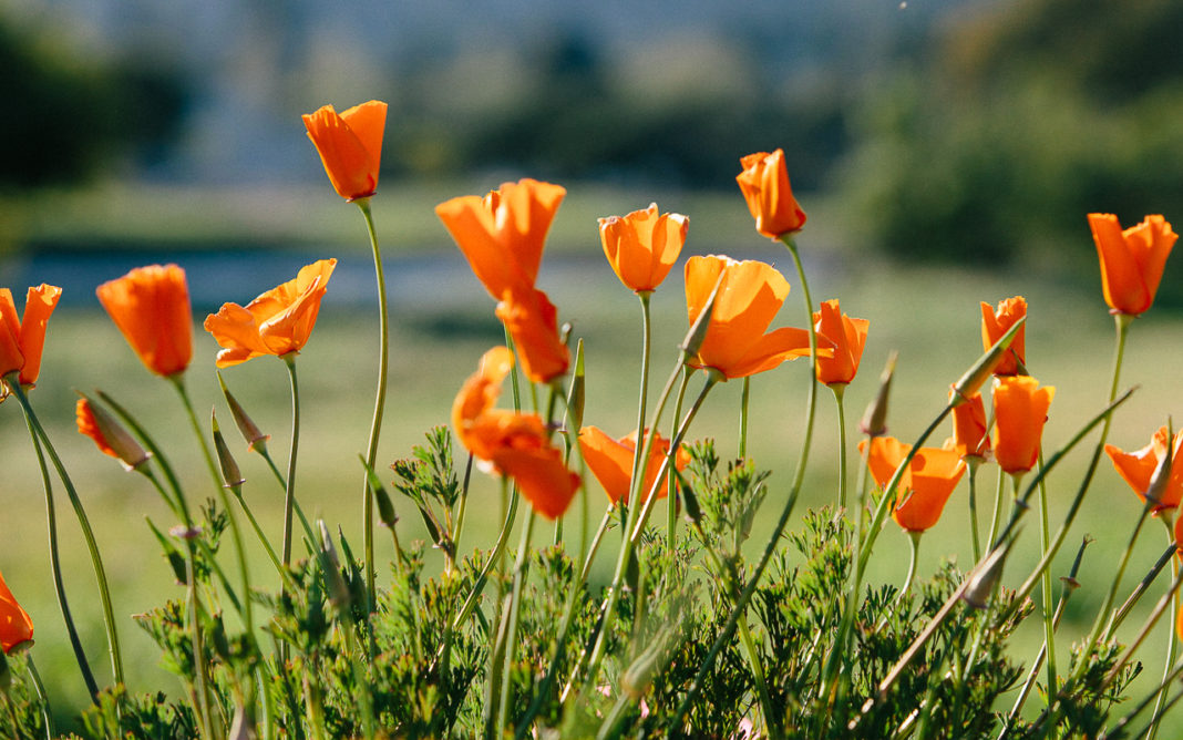 Bee-friendly Plants For Your Garden - Pass The Pistil