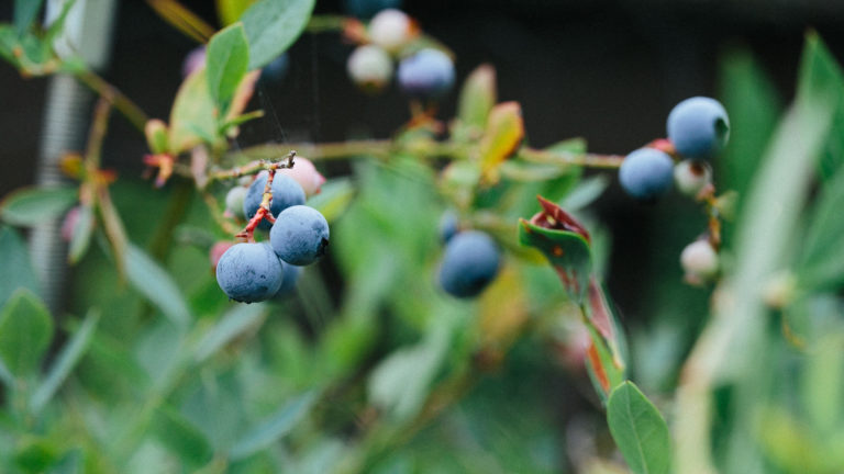 How to Grow Blueberries, Identify Weeds & Choose the Best Plants