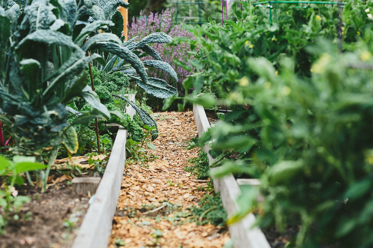 How a No-Dig Garden Leads to Healthier Soil and Thriving Plants